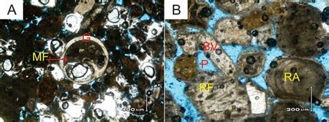 Photomicrographs of upper calcarenite with grainstone texture from... | Download Scientific Diagram