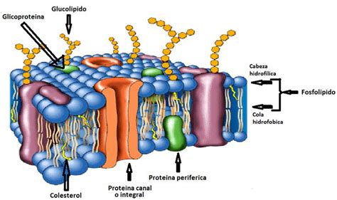 Estructura de la Membrana Plasmática