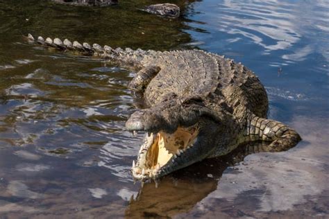 22 Astonishing Crocodile Facts 🐊 - Fact Animal