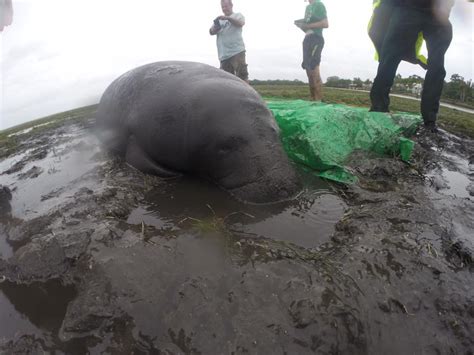 Hurricane Irma Stranded Manatees On Land, But Kindhearted Floridians ...