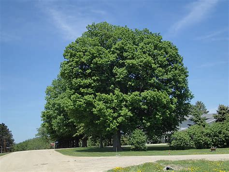 Acer nigrum (Black Maple): Minnesota Wildflowers