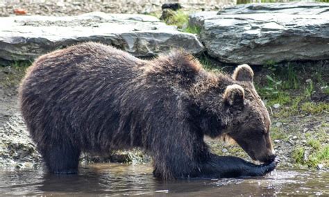 5 suggested Wildlife Parks in Ireland | Fit Fun Adventures