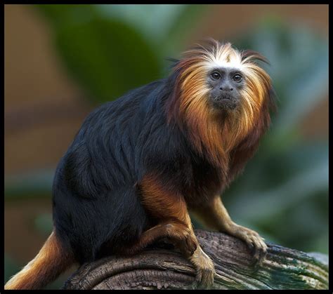 Golden Headed Lion Tamarin | This picture is available on Ge… | Flickr