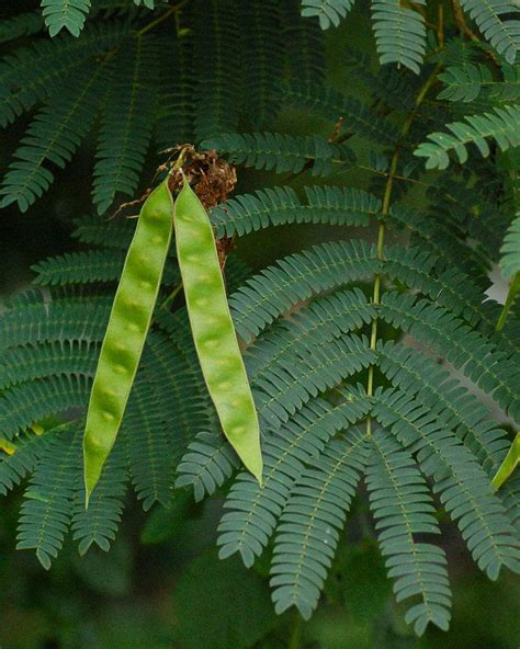 Tree Identification: Albizia julibrissin - Silk Tree