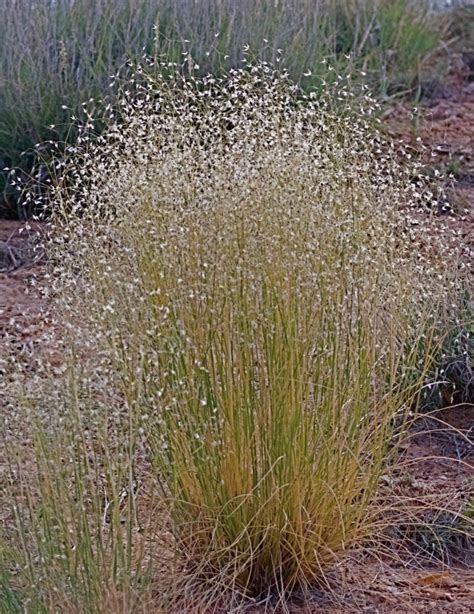 Deserts Habitat | Definition, Location, Animals & Plants