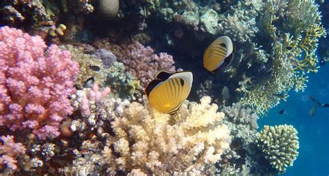 Exquisite Butterflyfish In The Red Sea Photograph by Johanna Hurmerinta