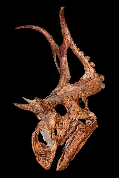 Diabloceratops Skull #1 Photograph by Millard H. Sharp - Pixels