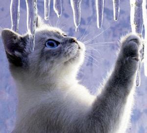 Winter Cat Names | cute animal names