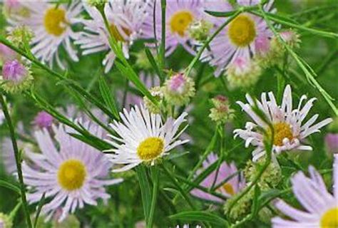 Boltonia Asteroides 'Pink Beauty' - Paperblog