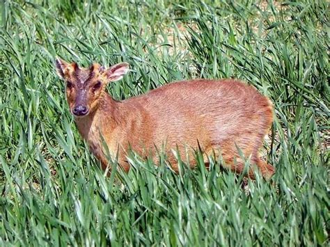 Fun Muntjac Deer Facts For Kids | Kidadl