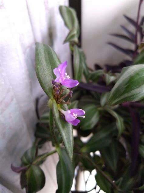 Tradescantia-zebrina _variegated_inch_plant_LCB