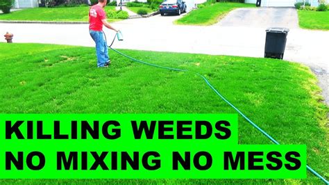 How to get rid of weeds in the lawn - YouTube