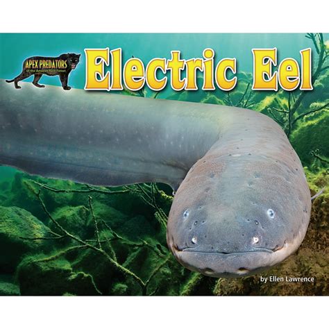 Electric Eel - Walmart.com - Walmart.com