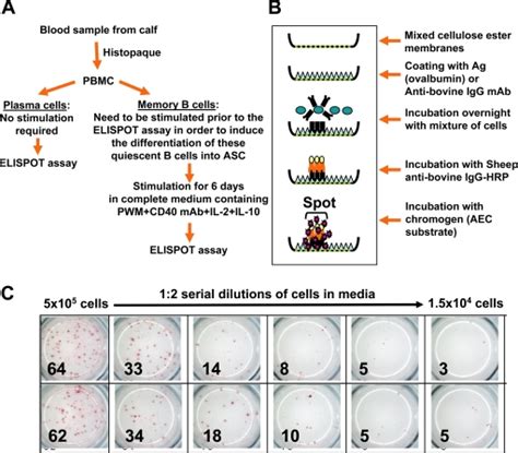 Protocol and schematic representation of the B cell ELISPOT assay. (A ...