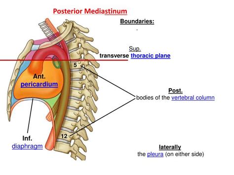 PPT - Mediastinum PowerPoint Presentation - ID:2245169