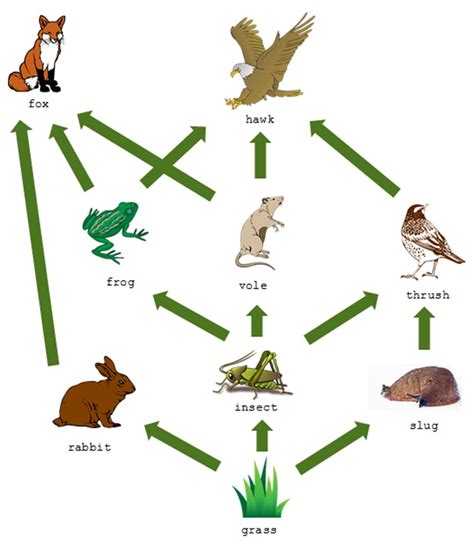 frog food chain - Malmesbury Primary School