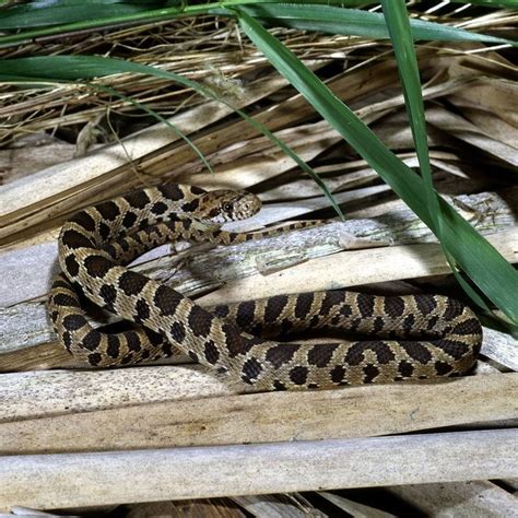 Snakes of Ohio: Identifying all 25 species (slideshow) - cleveland.com