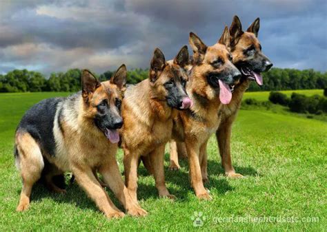 German Shepherd Growth Stages. GSD Growth Charts