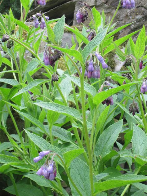 The Bridge Cottage Way: Grow Your Own - Organic Comfrey Feed