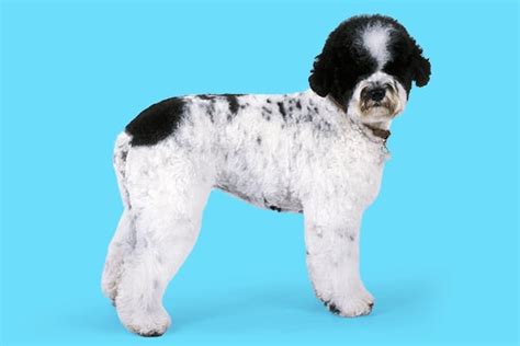 Dogs That Are Hypoallergenic & Allergy Concerns | Petco