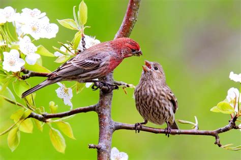 All About the Colorful Finch Bird Family - Birds and Blooms