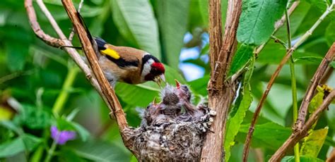 County council urges residents to trim hedges and trees ahead of bird ...