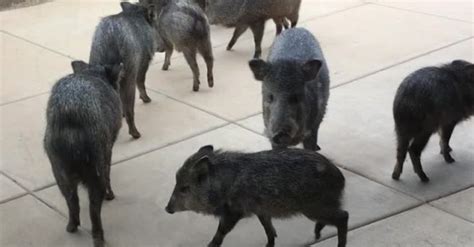 Wild Pigs Make a Visit to Arizona Home - Sharedots