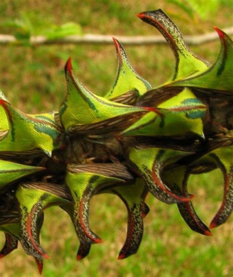 Cool Critters — Thorn bug (Umbonia spinosa) Scientists are...