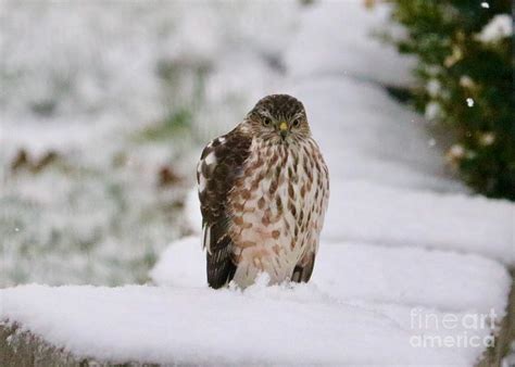 Winter Hawk in Snow Photograph by Carol Groenen | Fine Art America