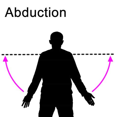 Abduction : Muscle Actions : Joint Movements