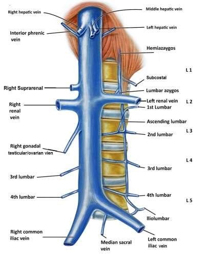 Al dettaglio rivalersi accurato the inferior vena cava rivalersi ...