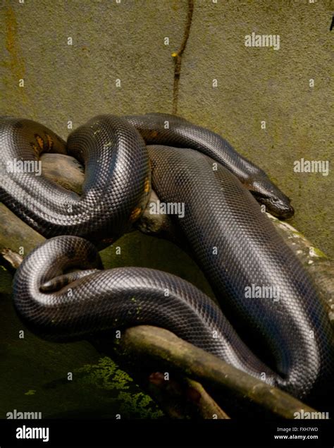 Anaconda High Resolution Stock Photography and Images - Alamy