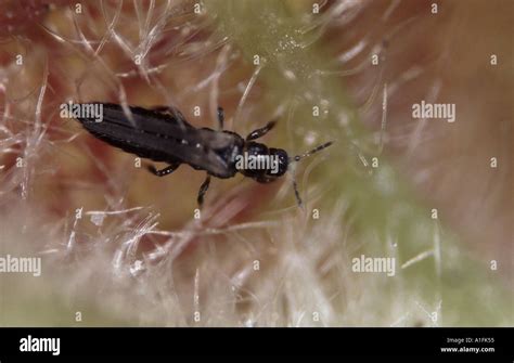 Thrips rose hi-res stock photography and images - Alamy