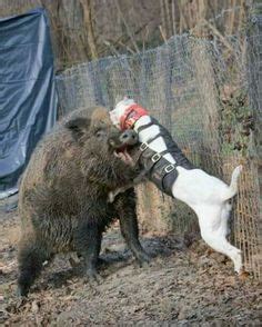 Dogo Argentino vs wild boar Dog Cat, Bear Drawing, Mans Best Friend, Animals And Pets