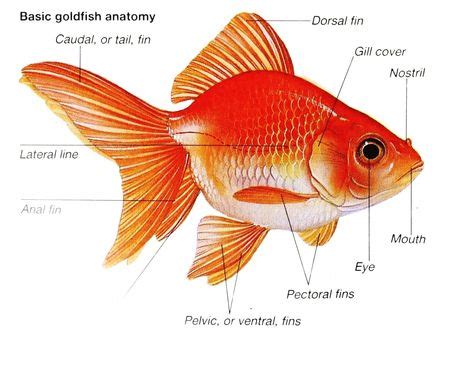 External Anatomy Of A Goldfish | ปลา