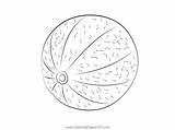 Fresh Sweet Tasty Cantaloupe Coloring Page  pages sketch template