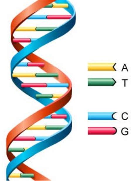 Come spiegare il DNA ai bambini - Academia 2024