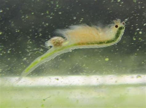 Sea monkeys demonstrate that tiny marine animals can move the World's Oceans