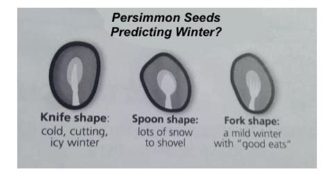 Winter Weather Outlook: Persimmon Seeds And Snow Folklore - Just In Weather