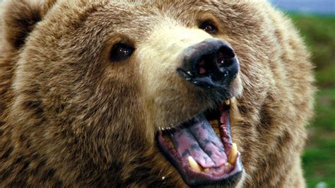 Grizzly Bear Wallpapers Images Photos Pictures Backgrounds