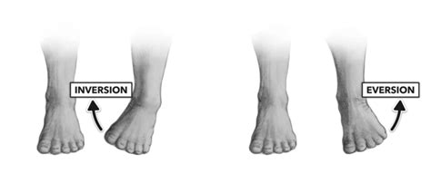 Ankle Inversion And Ankle Eversion - Movement, ROM, Muscles