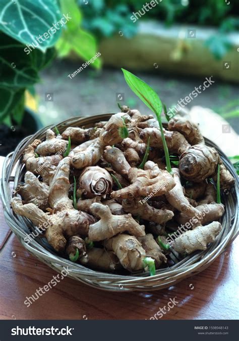 Curcumae Zedoariae Rhizoma Temu Putih Asian Stock Photo 1598948143 ...