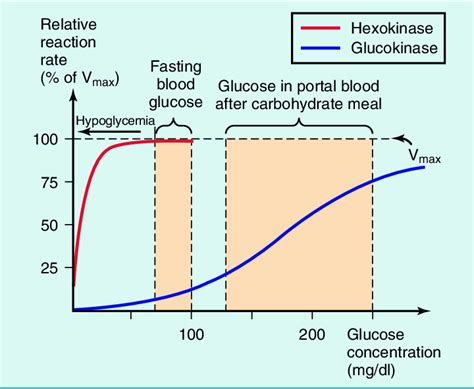 8 Approximate reaction rates of hexokinase (isoenzymes 1, 2, and 3) and ...