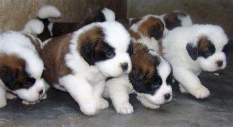 St.Bernard Puppies for Sale(vishal 1)(772) | Dogs for Sale | Price of ...