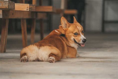 Why Do Some Corgis Have Tails and Others Don't? - Corgi Planet