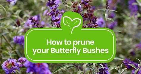 How to Prune a Butterfly Bush: Tips for Shaping and Blooming - Plant Propagation