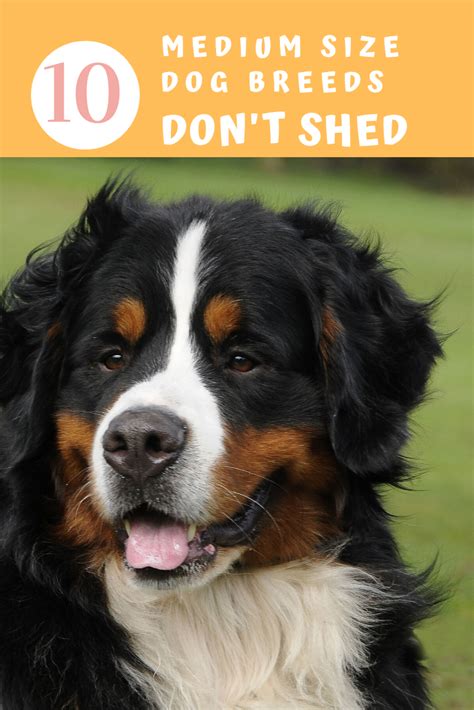 Top 10 Medium Size Dog Breeds That Don't Shed