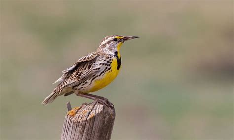 What Is the State Bird of Wyoming? - Western Meadowlark