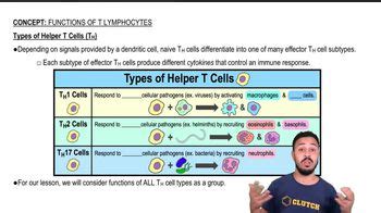 Functions of Helper T Cells (TH):Activation of Macrophages | Channels for Pearson+