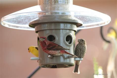 How to Clean Your Bird Feeders | Nature Notes Blog